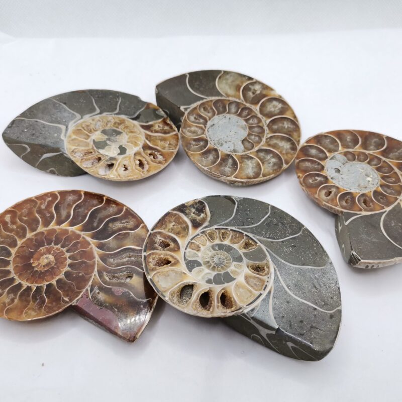 AMMONITE MADAGASCAR SEMIPULIDO  35