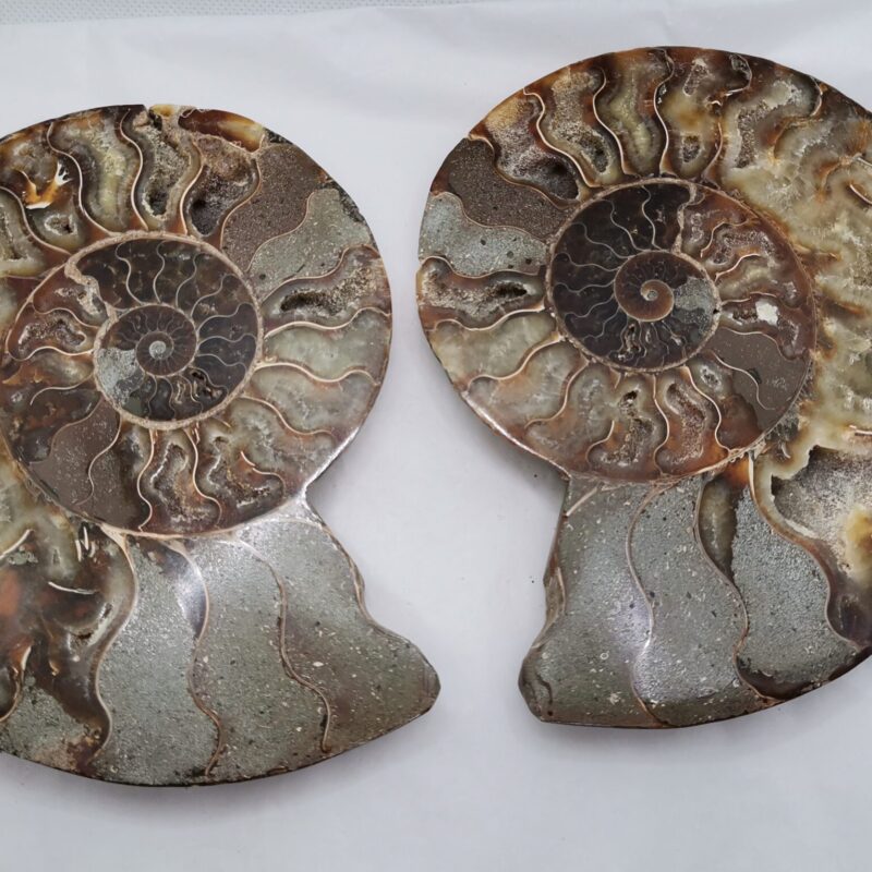 FOSIL AMMONITE MADAGASCAR SEMIPULIDO 25