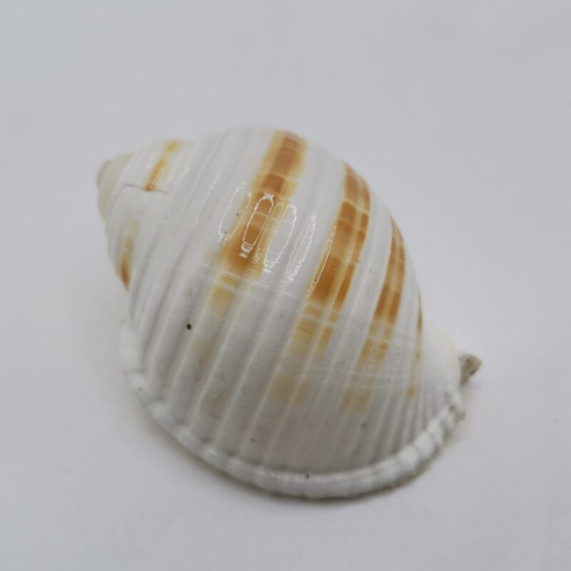 CARACOLA BLANCA Y MARRON