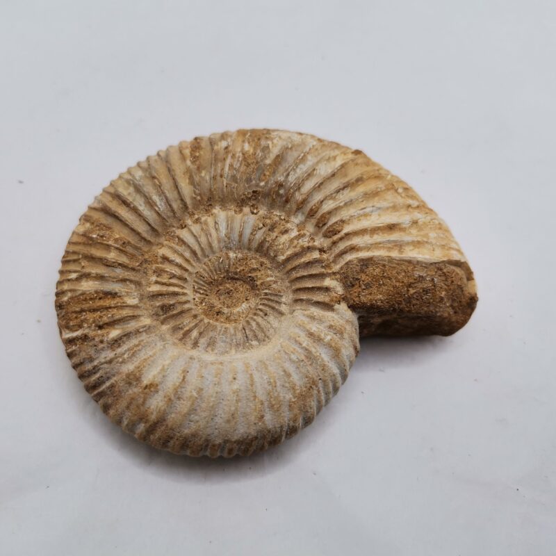 FOSIL AMMONITE 75