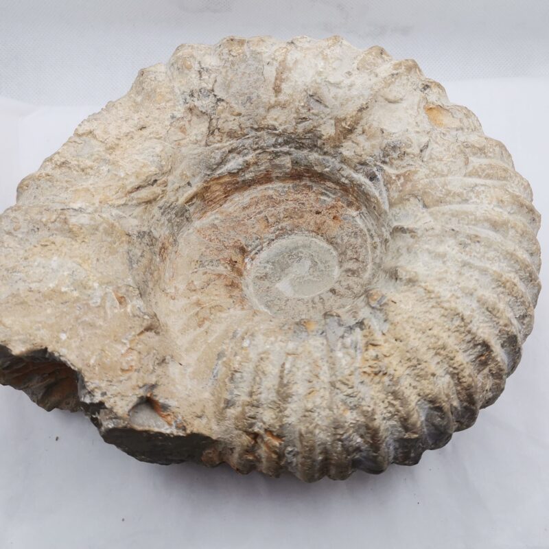 FOSIL AMMONITE 1252 GRAMOS