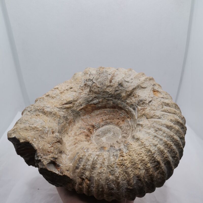FOSIL AMMONITE 1883 GRAMOS