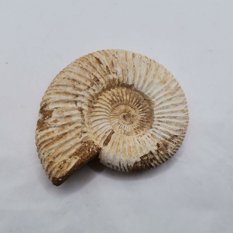 FOSIL AMMONITE 40