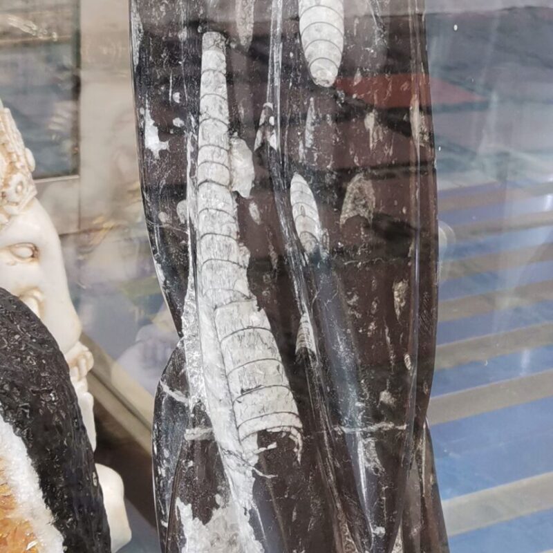 FOSIL ORTHOCERA