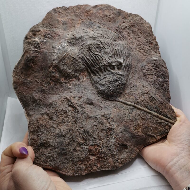 FOSIL CRINOIDEO LIRIO DE MAR