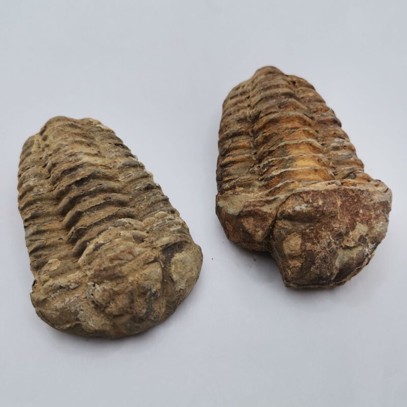 FÓSIL TRILOBITE 180 GR
