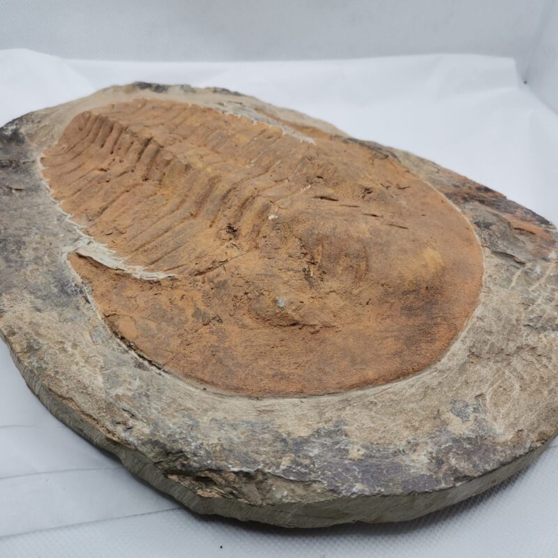 FOSIL TRILOBITES PLACA