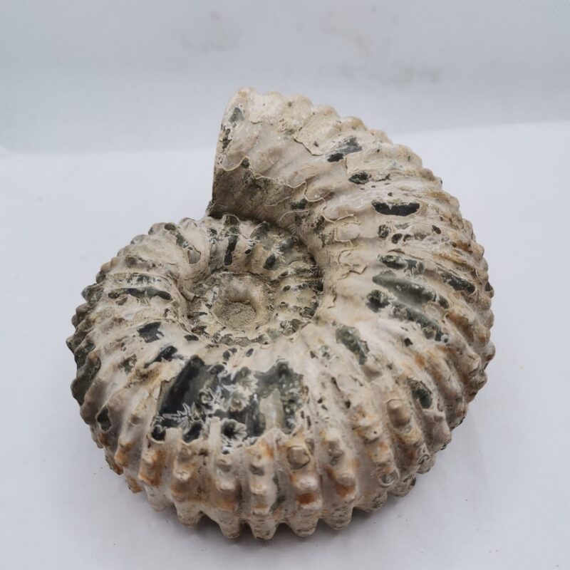 FOSIL AMMONITE MADAGASCAR 712 GRAMOS