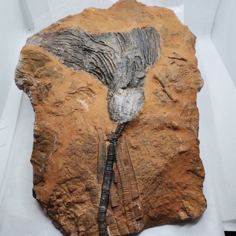 FOSIL CRINOIDEO LIRIO DE MAR 1700