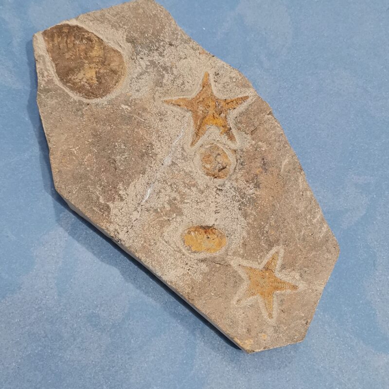 PLACA FOSIL DE ESTRELLAS Y TRILOBITES 537 GRAMOS