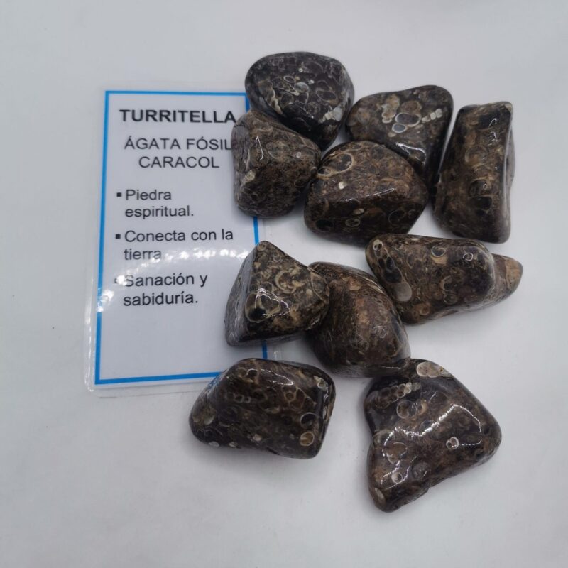 RODADO TURRITELLA 4