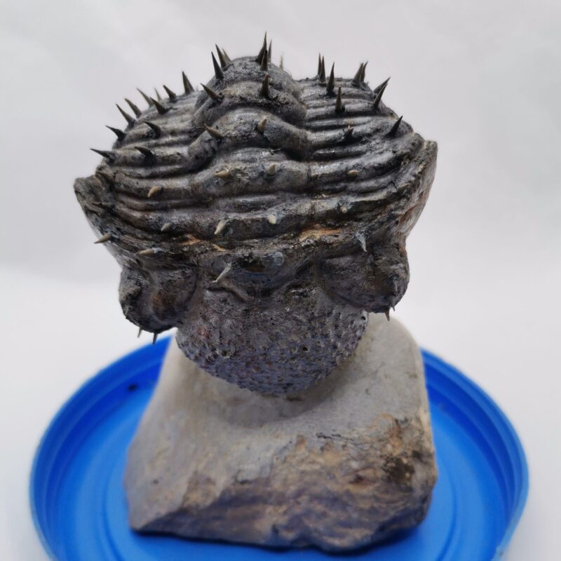 FOSIL TRILOBITE FHACOPS RANA PINCHOS 538 GR