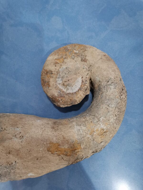 FOSIL AMMONITE COMPLETO 5600 GRAMOS - Imagen 2