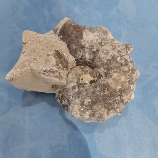 FOSIL AMMONITE MADAGASCAR 1346 GRAMOS