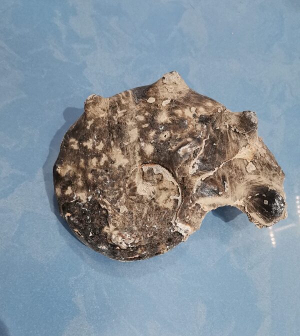 FOSIL AMMONITE MADAGASCAR 1521 GRAMOS