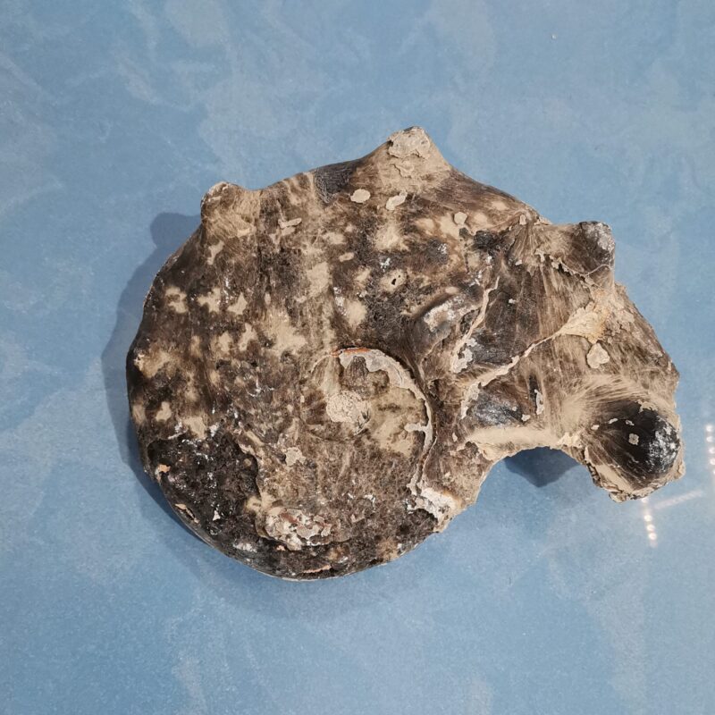 FOSIL AMMONITE MADAGASCAR 1521 GRAMOS