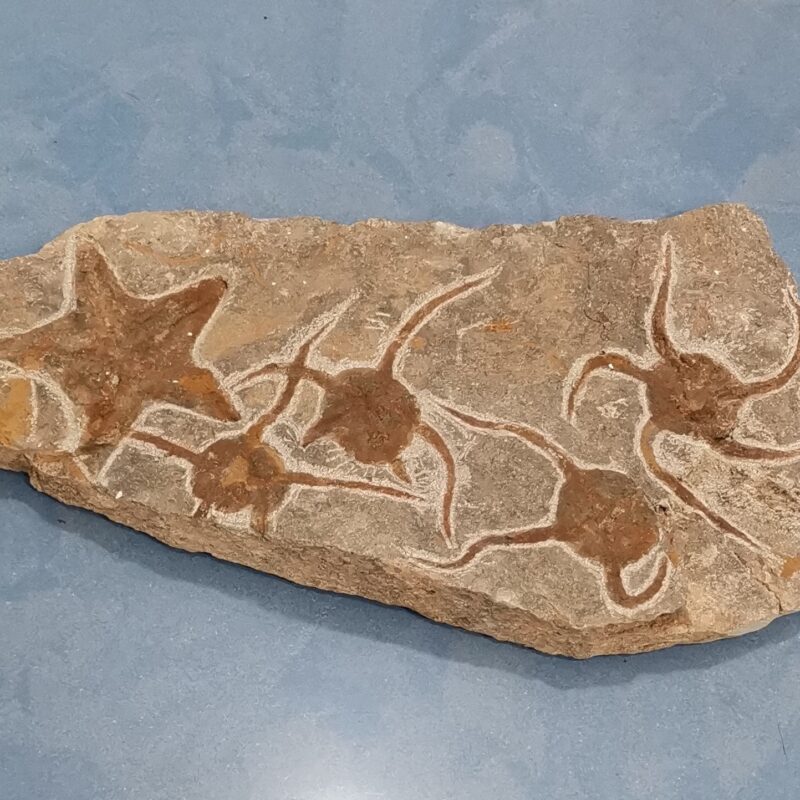 PLACA FOSIL DE MEDUSAS Y ESTRELLAS 1316 GRAMOS