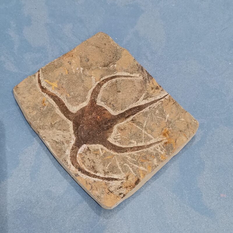 PLATA FOSIL UNA MEDUSA 451 GRAMOS