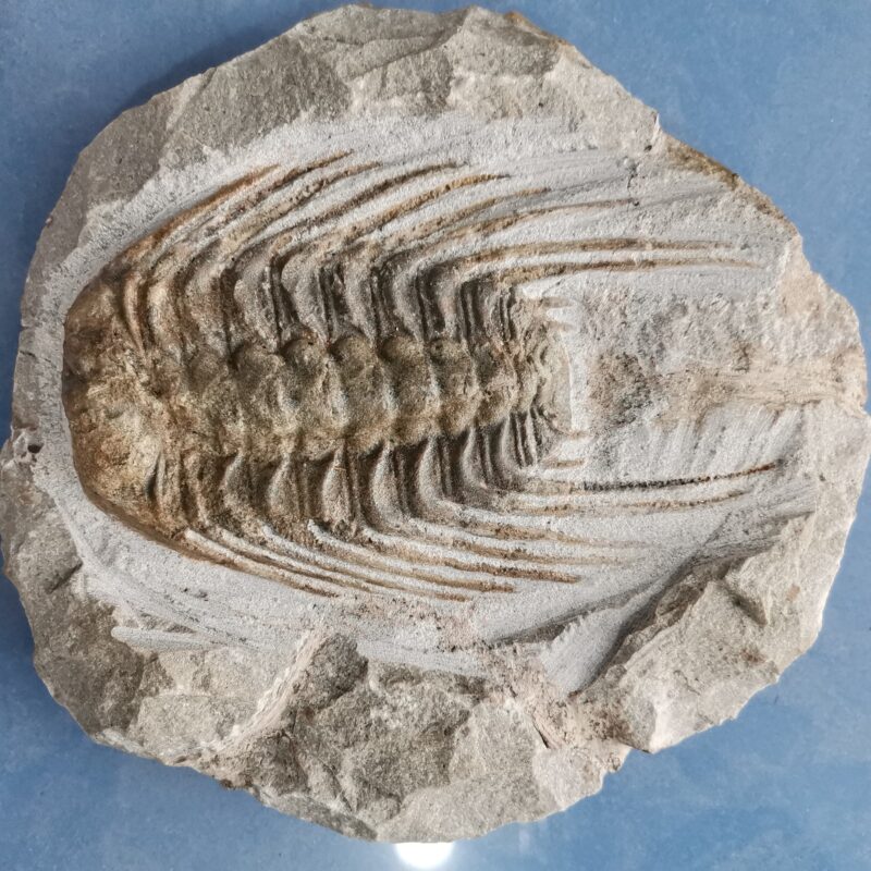 FOSIL PARADOXIDES 1429 GRAMOS